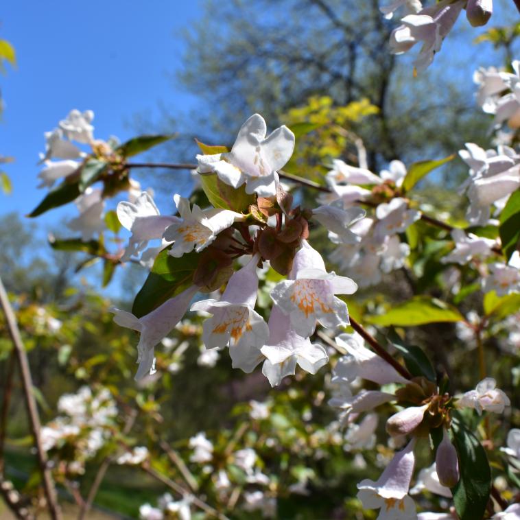 Dipelta floribunda, commonly called rosy dipelta, is a vase-shaped deciduous shrub in the honeysuckle family