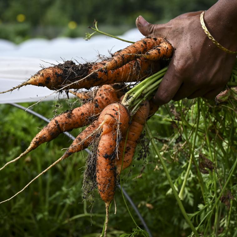 a pair of hands harvesting a bunch of carrots 