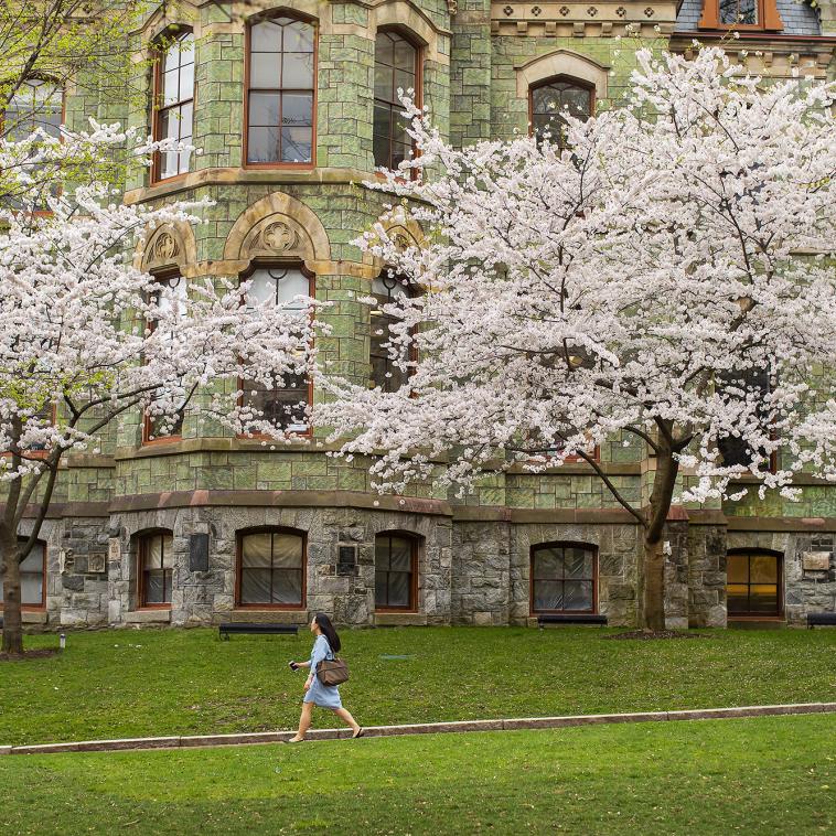 Cherry Blossoms