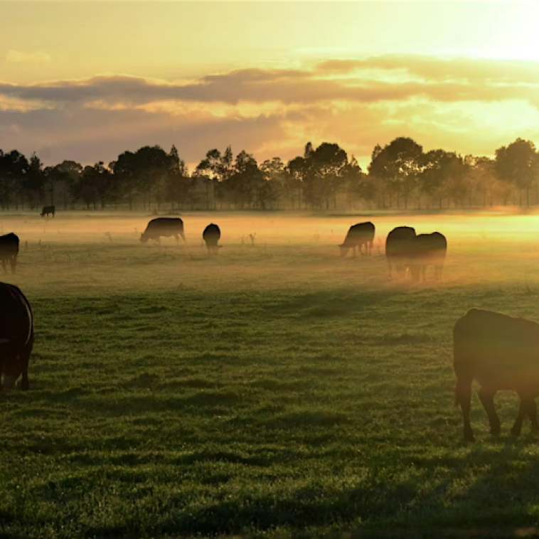 Cows in a Field