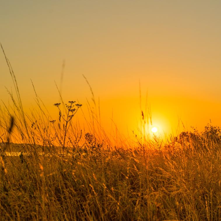 Sunset over grain field