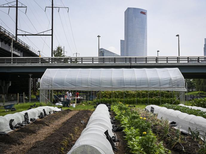 Rows of a field with covered crops are shown in front of a greenhouse which appears in an urban setting near a bridge and overpass. Field workers are working with wheelbarrows and buckets in the field. A sign on the overpass reads "Penn - Welcome to university city". Some electricity cables and high rise towers are seen in the background.