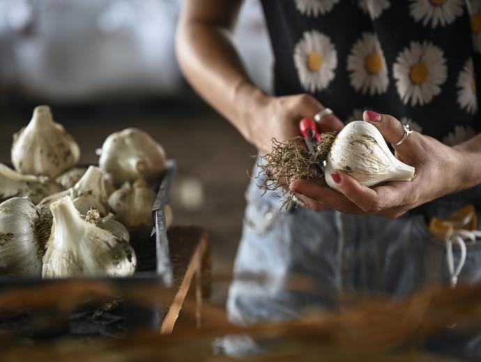 A woman's hands are shown holding a head of garlic while cutting away its roots. There is a box of additional garlic next to her.