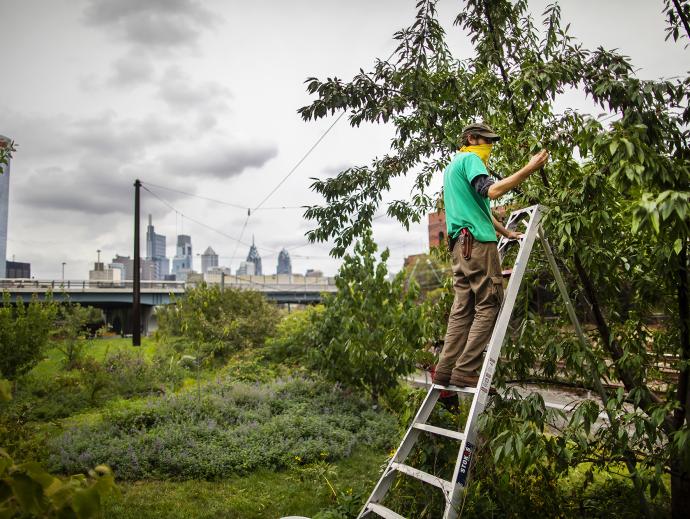 An orchard worker stands on a ladder to prune leaves on a tree in an urban orchard. High-rise buildings are seen in the background.