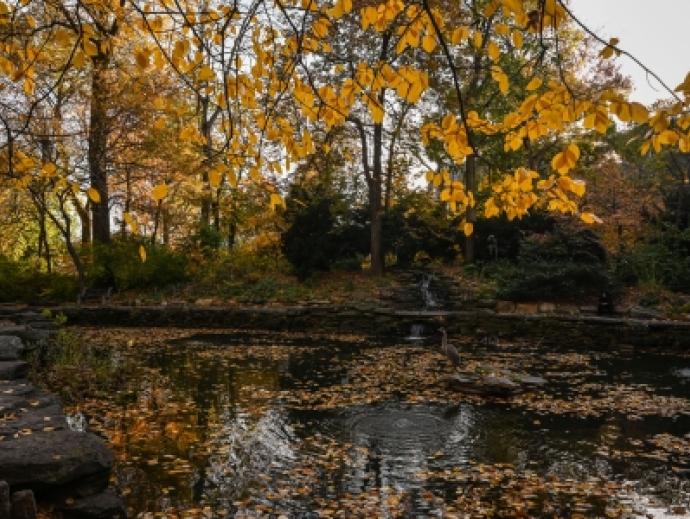Picture of Penn's Biopond during Fall
