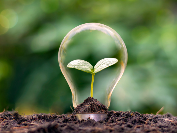 Lightbulb placed in soil with budding plant inside