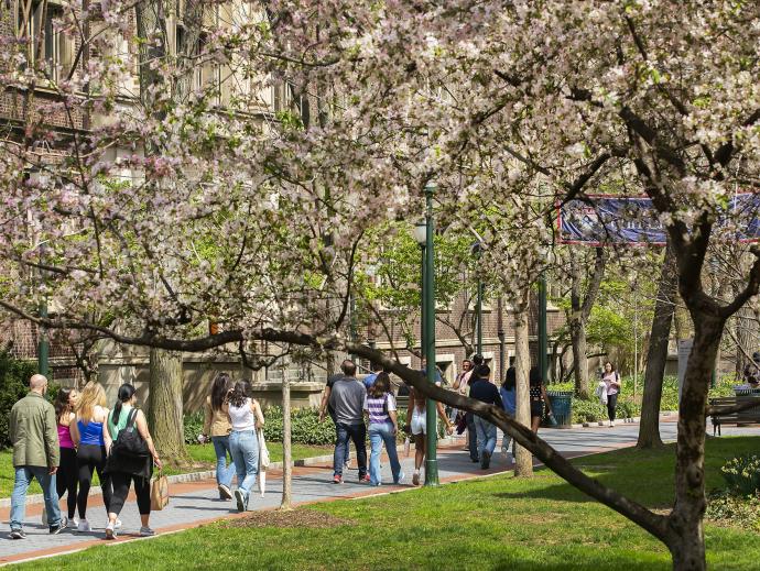 many people walking thru engineering quad and trees with cherry blossoms