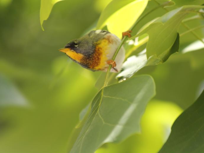 small songbird (northern parula) in a tree on College Green