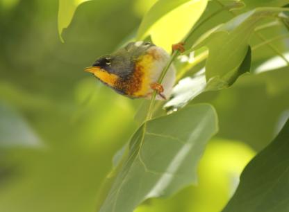 small songbird (northern parula) in a tree on College Green