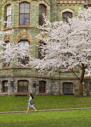 Cherry Blossoms