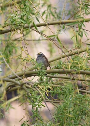 bird (white-throated sparrow) perched in tree